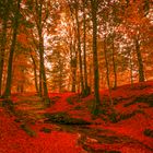 Herbst im Münsterland