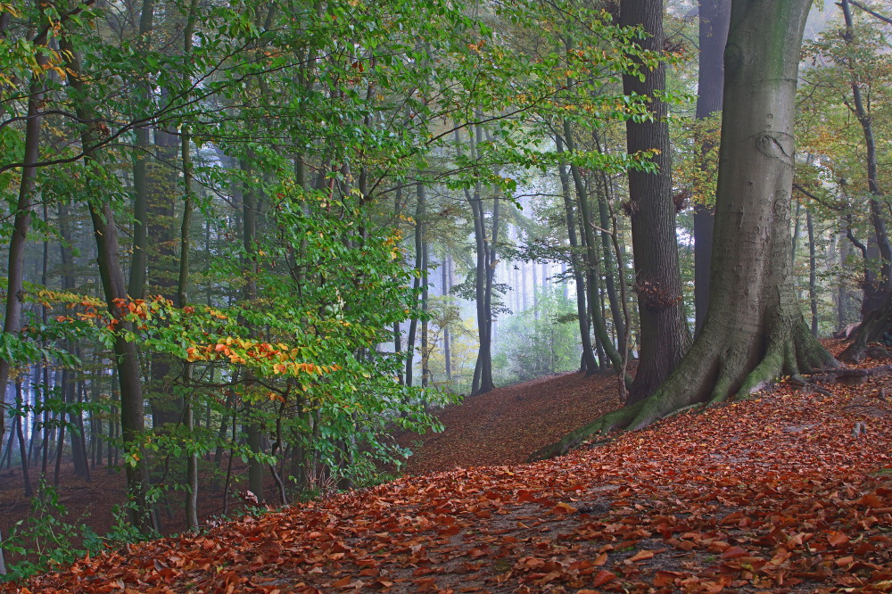 Herbst im Münsterland
