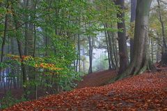 Herbst im Münsterland