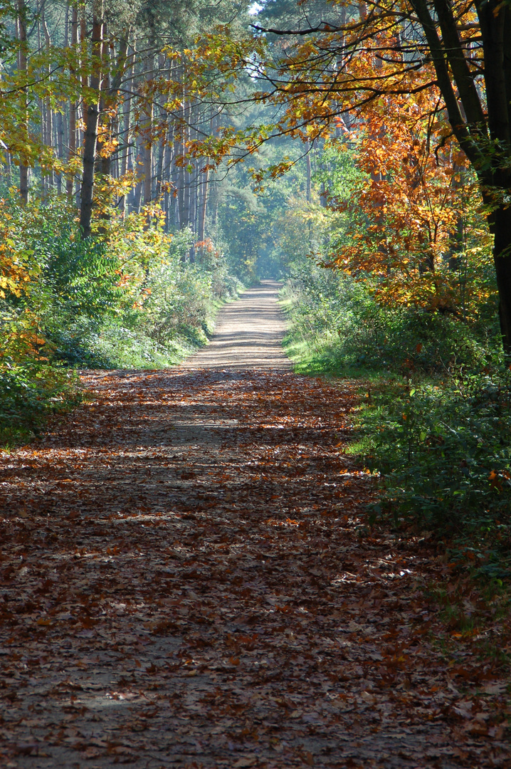 Herbst im Münsterland