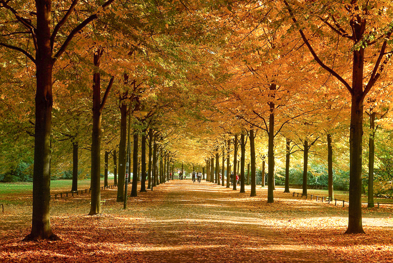 Herbst im Münsterland