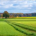 Herbst im Münsterland