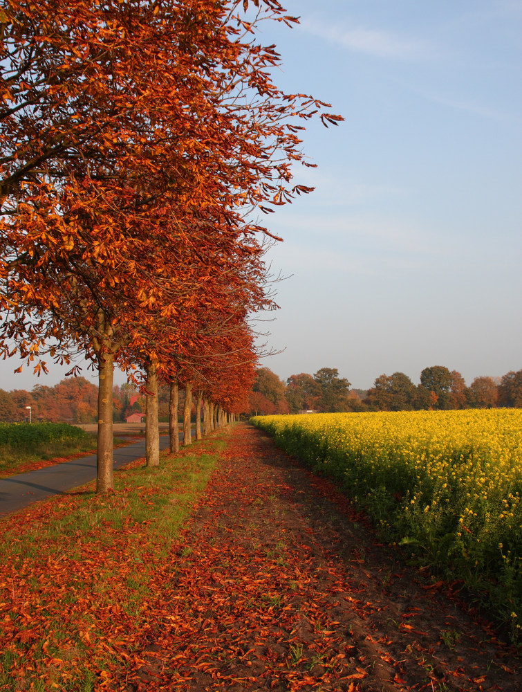 Herbst im Münsterland