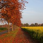 Herbst im Münsterland