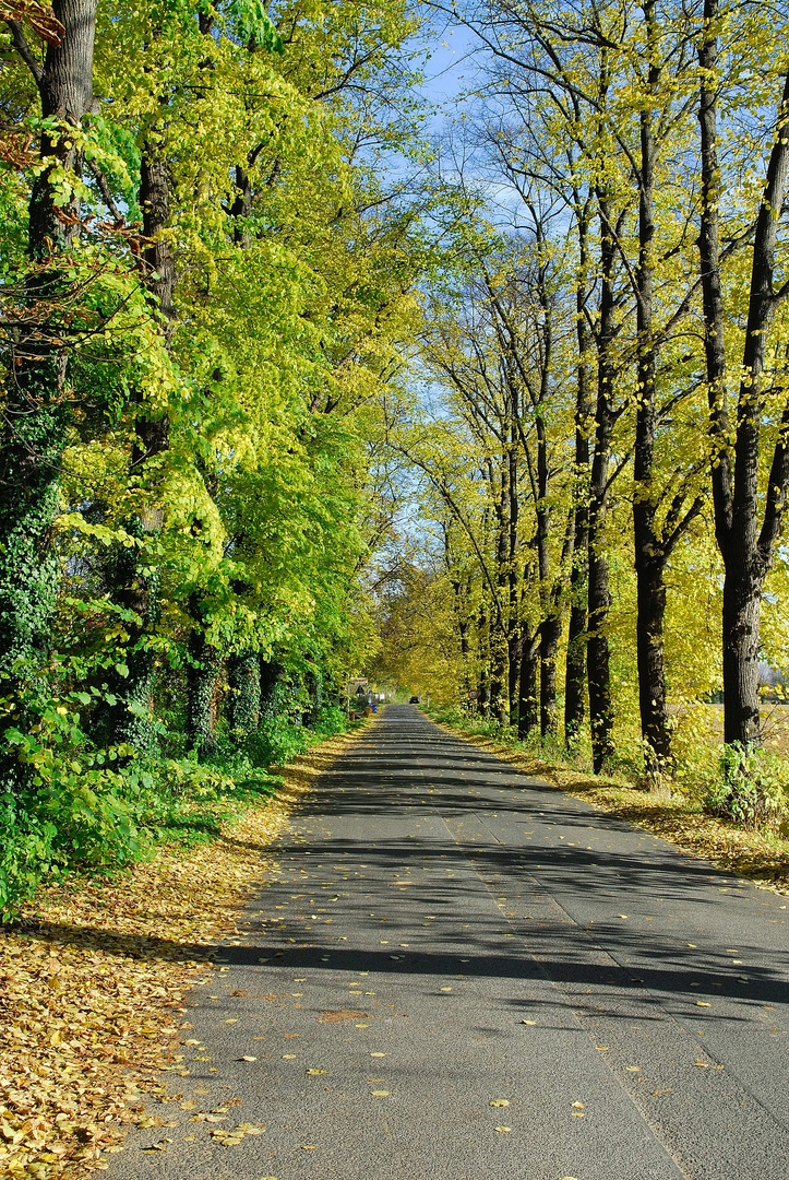 Herbst im Münsterland