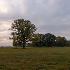 Herbst im Müritz Nationalpark