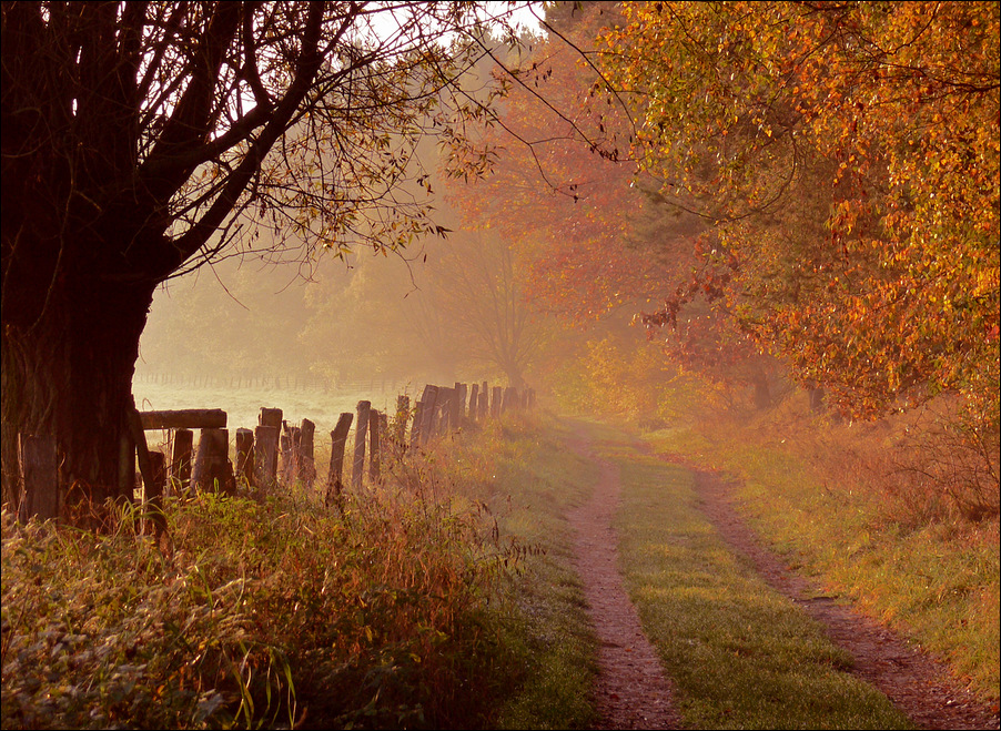 Herbst im Müritz-Nationalpark