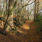 Herbst im Muttental