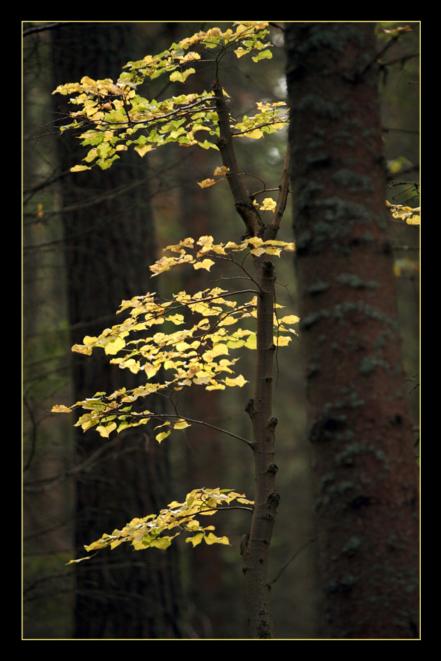 Herbst im Nadelwald