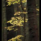 Herbst im Nadelwald