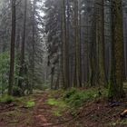 Herbst im Nadelwald