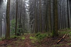 Herbst im Nadelwald