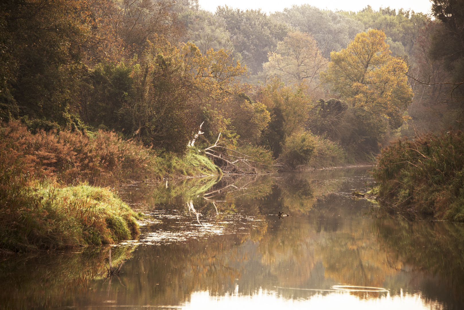 Herbst im Nationalpark Donau-Auen