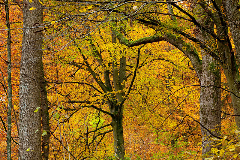 Herbst im Nationalpark Eifel - Fototour Indian Summer