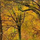 Herbst im Nationalpark Eifel - Fototour Indian Summer