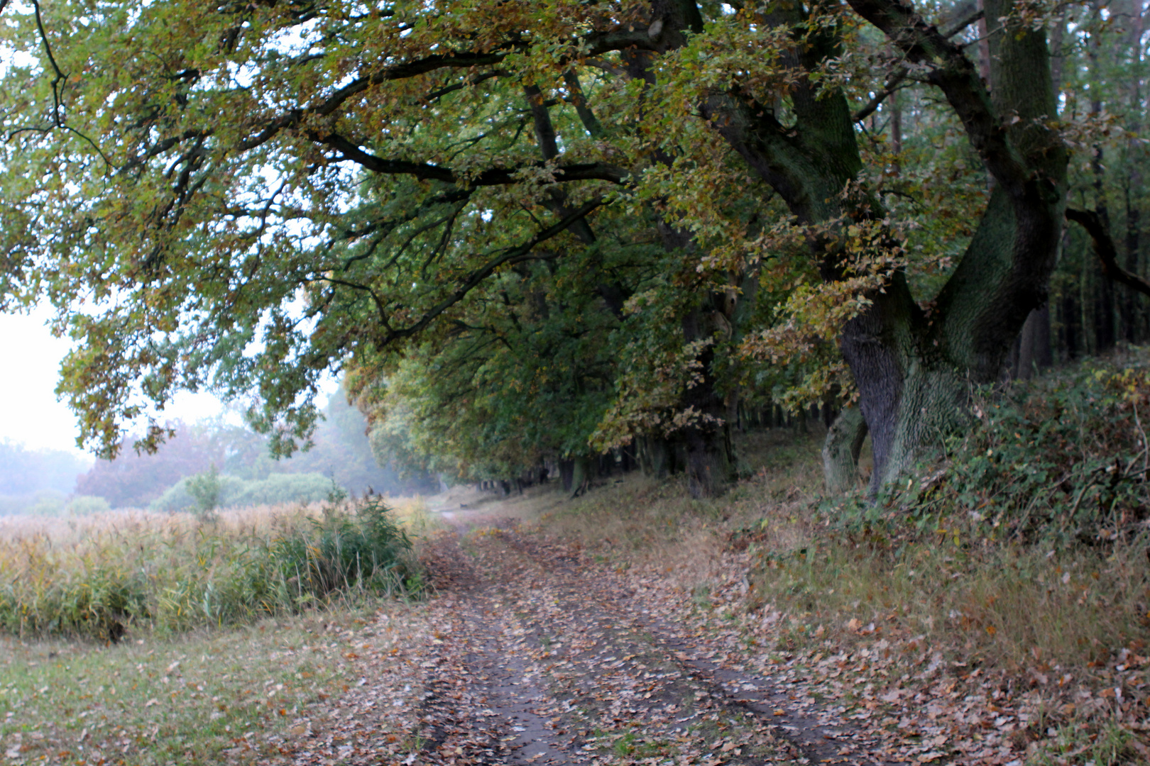 Herbst im Nationalpark Müritz. 