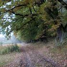 Herbst im Nationalpark Müritz. 