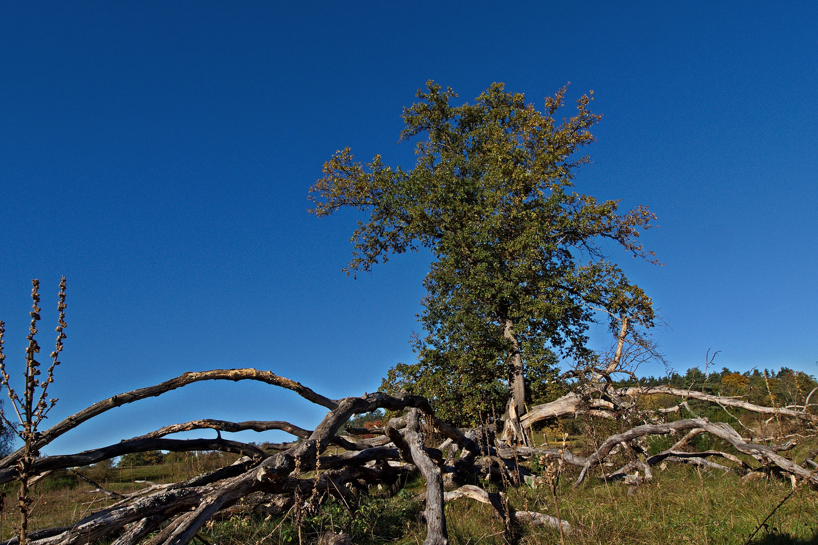 Herbst im Naturschutzgebiet Hainberg