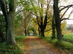 Herbst im Naturschutzgebiet Mönchbruch