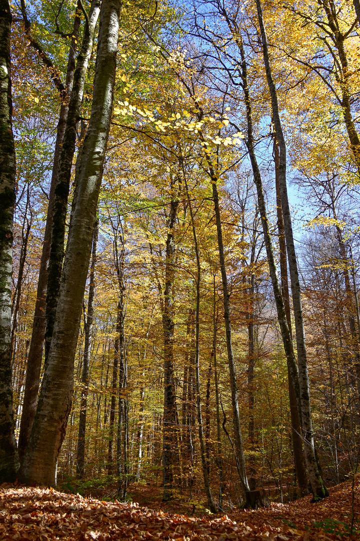 Herbst im Naturschutzgebiet " Sieben Seen" 