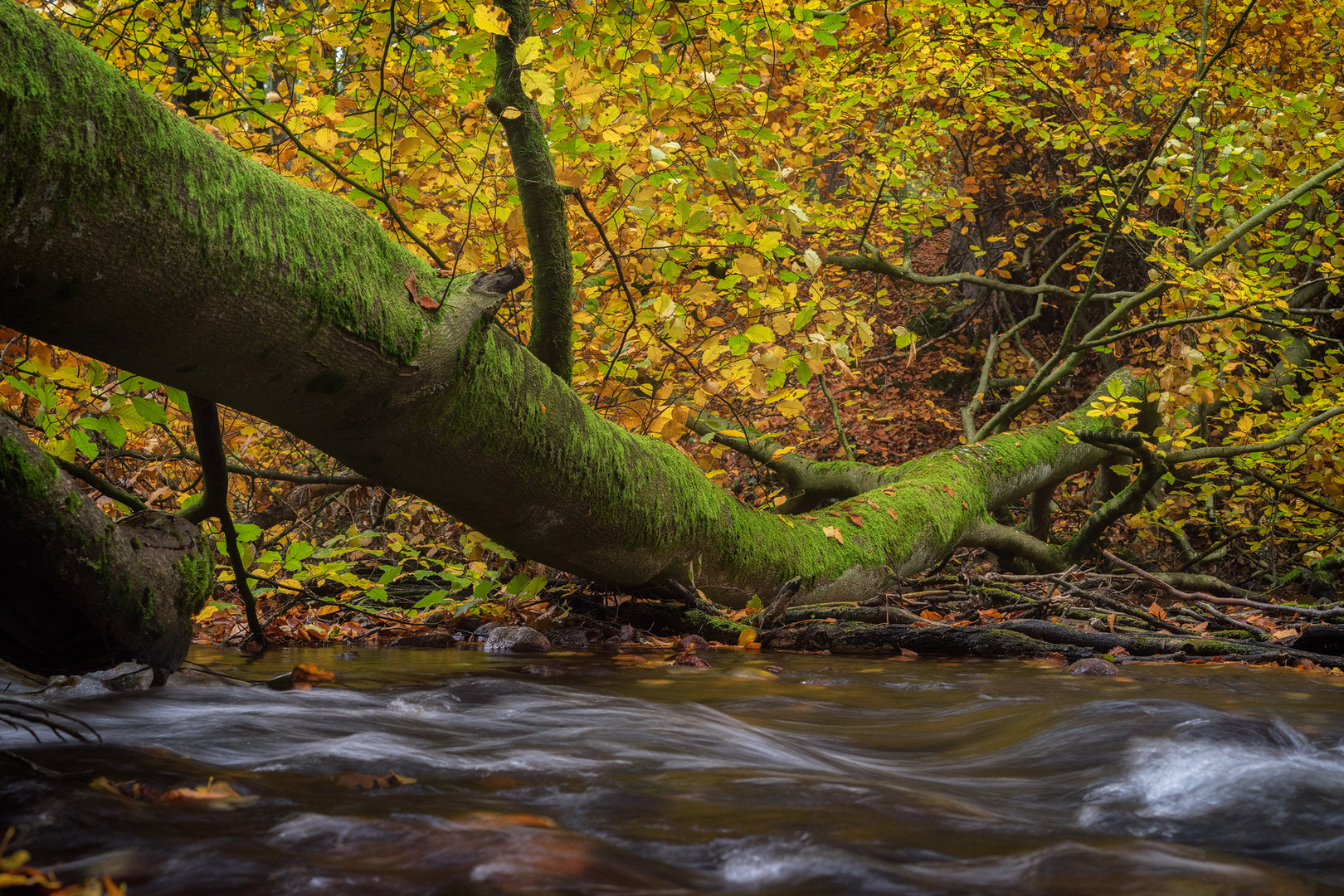 Herbst im Nebeltal