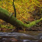 Herbst im Nebeltal