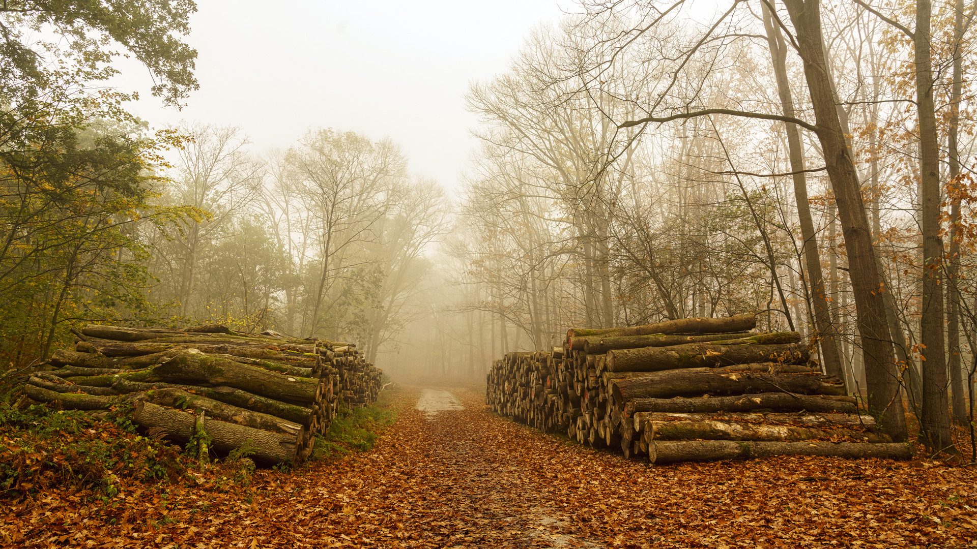 Herbst im Nebelwald, 2020.11.05