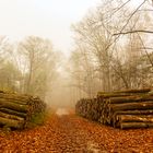 Herbst im Nebelwald, 2020.11.05