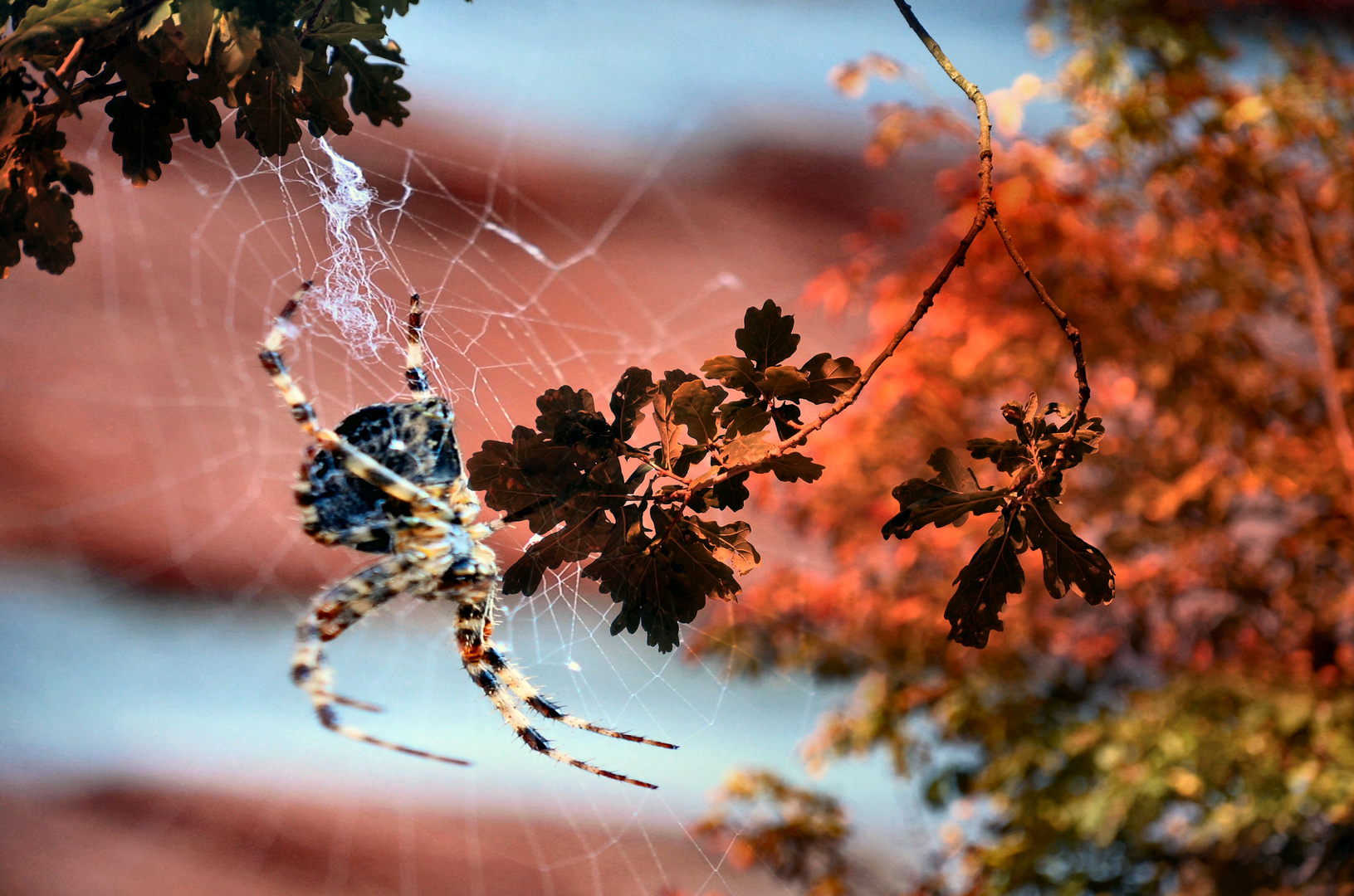 Herbst im Netz