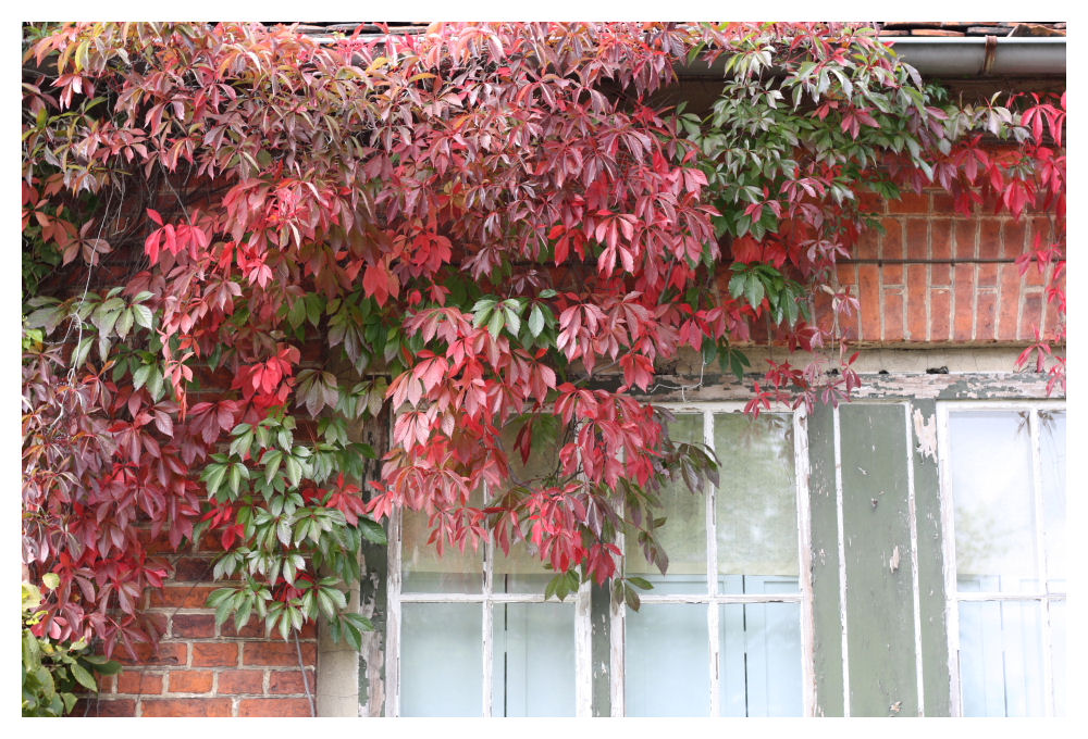 Herbst im Neuen Garten