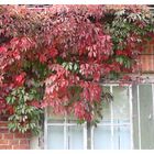 Herbst im Neuen Garten