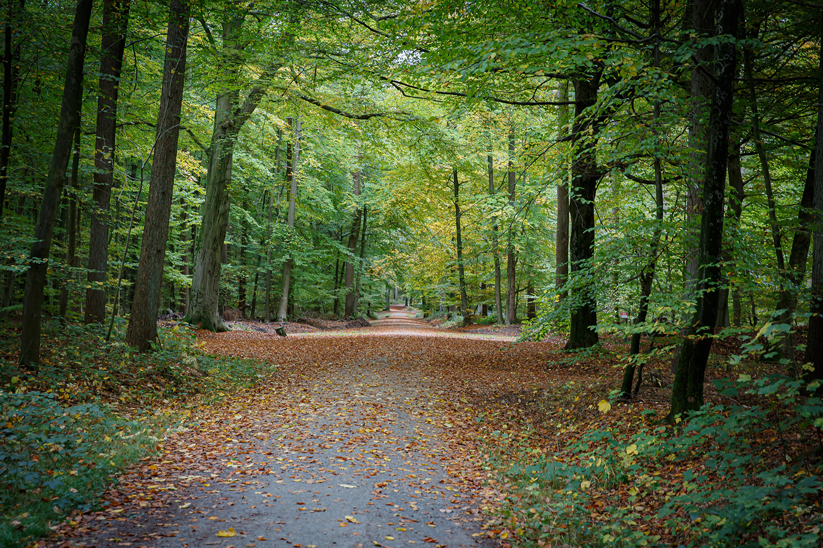 Herbst im Neukloster Forst