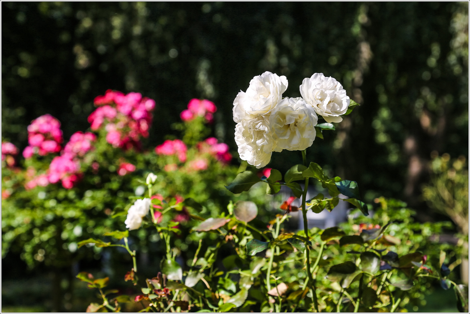 Herbst im Neusser Rosengarten