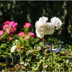 Herbst im Neusser Rosengarten