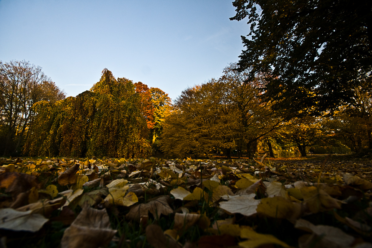 Herbst im Neusser Stadtgarten I