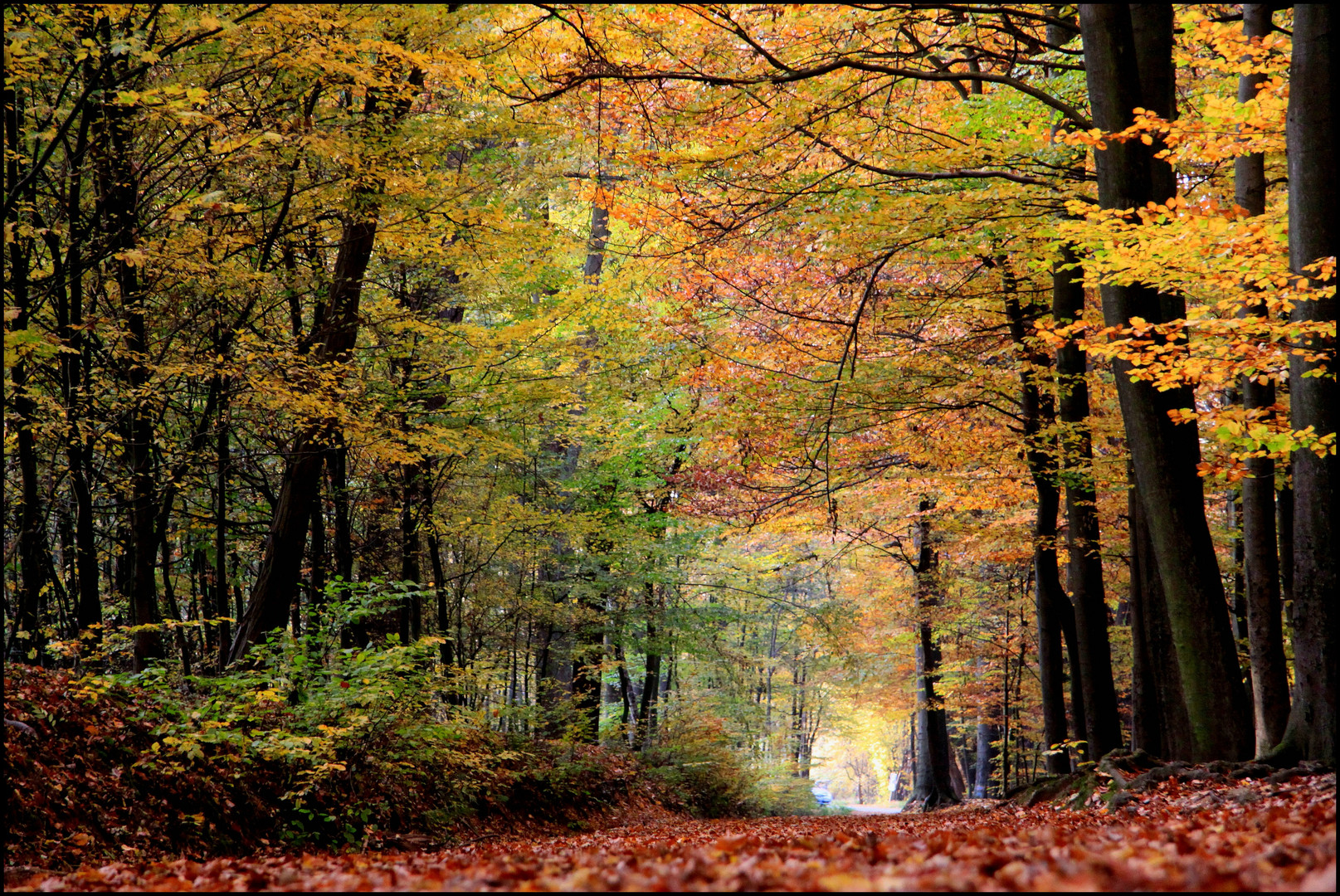 herbst im niendorfer gehege