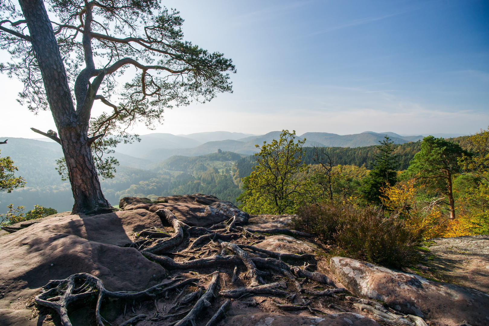 Herbst im Nordelsaß II