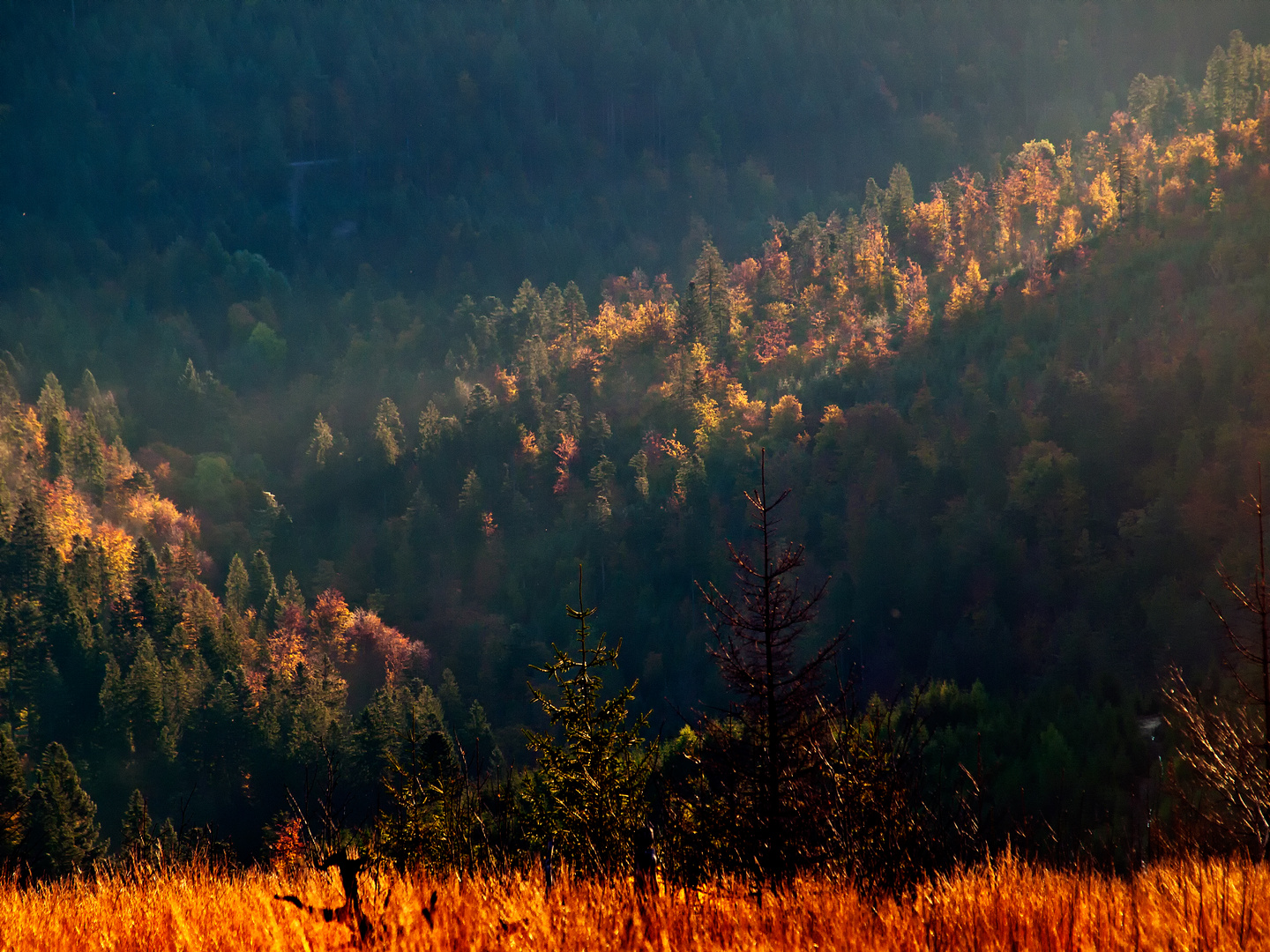 Herbst im Nordschwarzwald