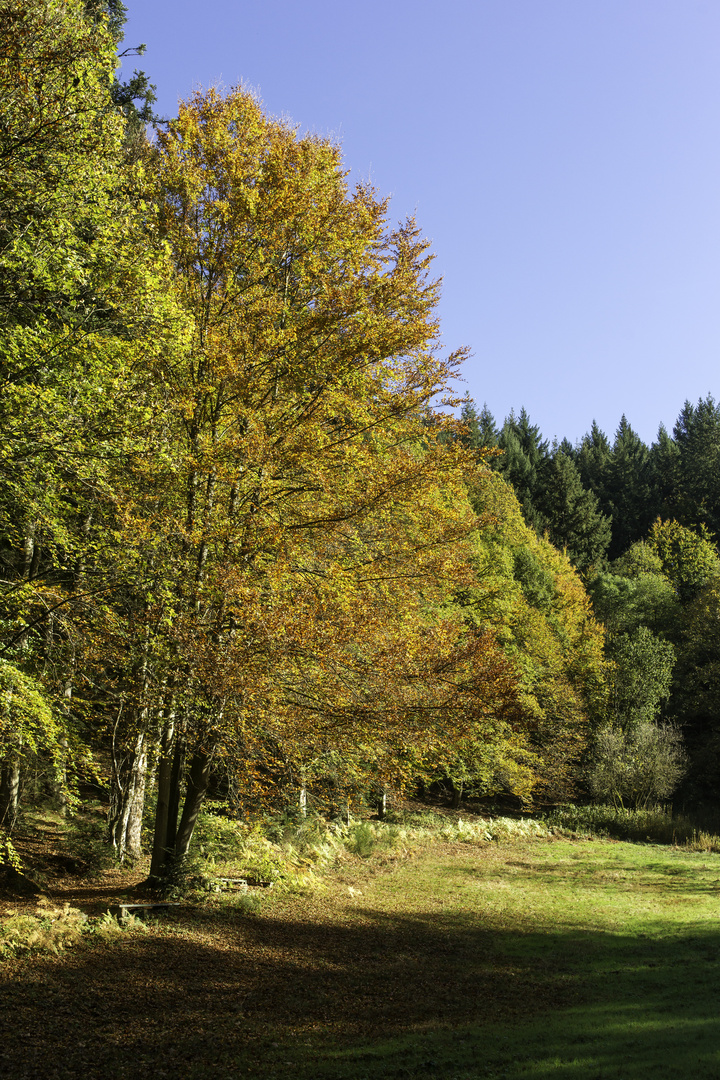 Herbst im Nordschwarzwald