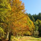 Herbst im Nordschwarzwald