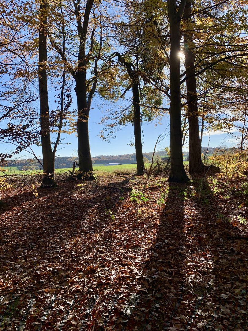 Herbst im November