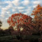 Herbst im November