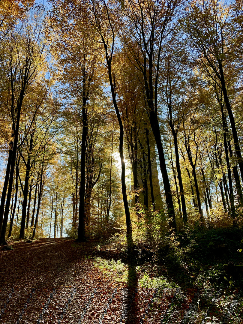 Herbst im November