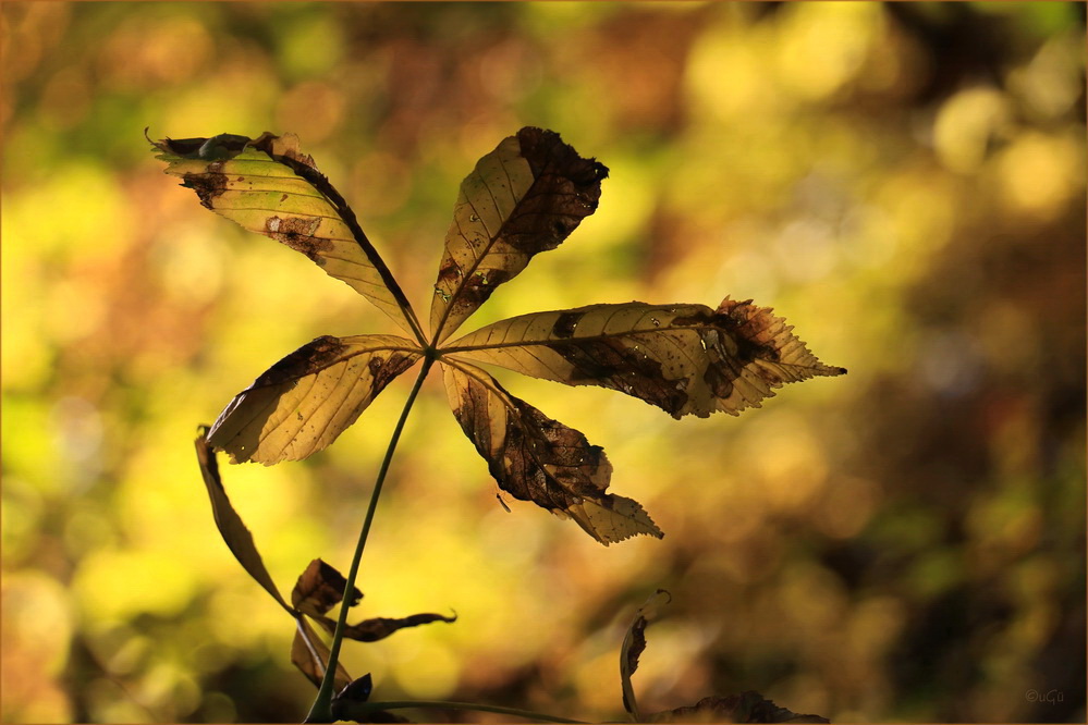 Herbst im November