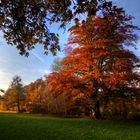 Herbst im Nymphenburger Park