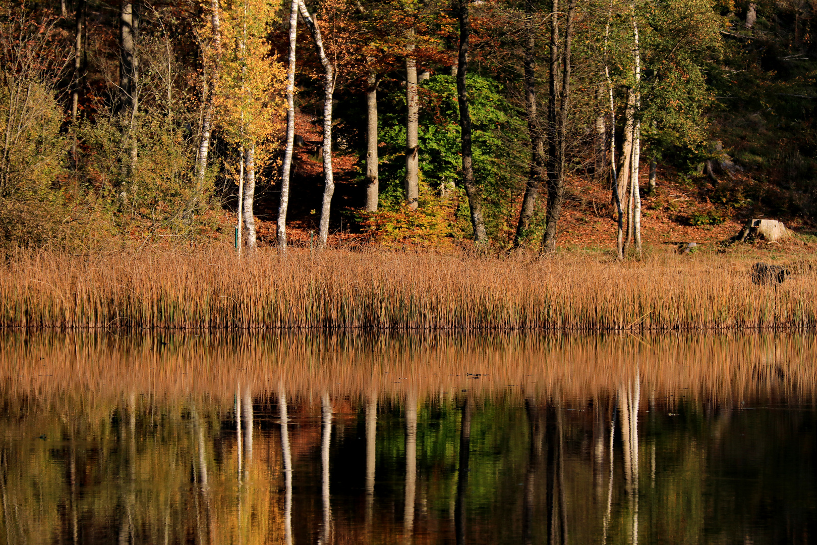 Herbst im Oberallgäu