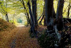 Herbst im Oberbergischen 5