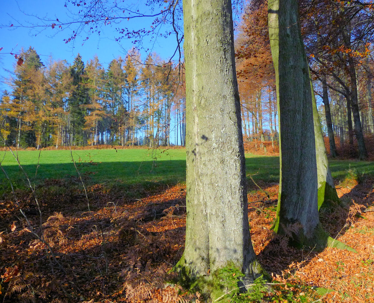 Herbst im Oberbergischen Land