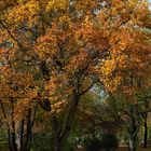 Herbst im Oberhausen 3