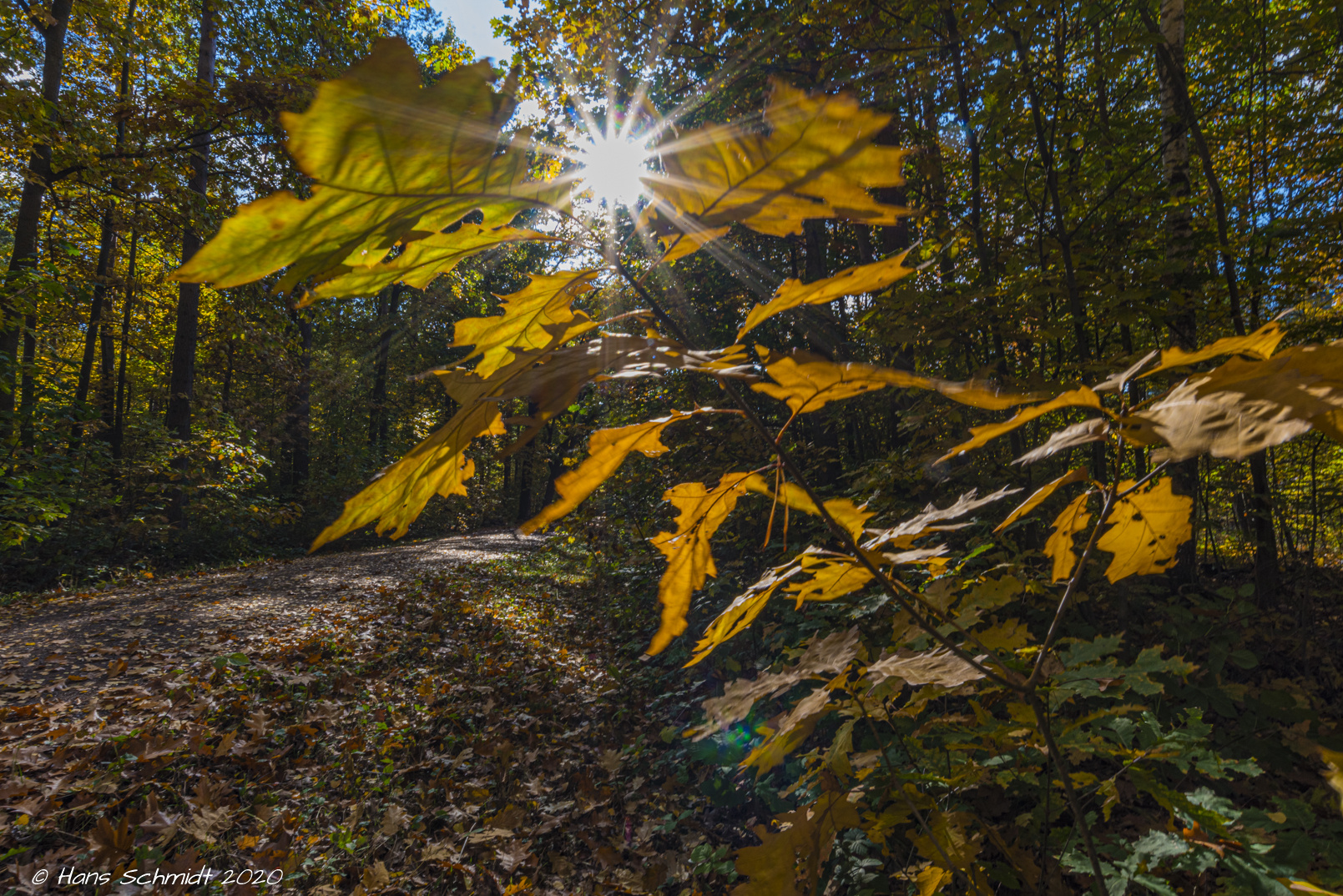 Herbst im Oberholz